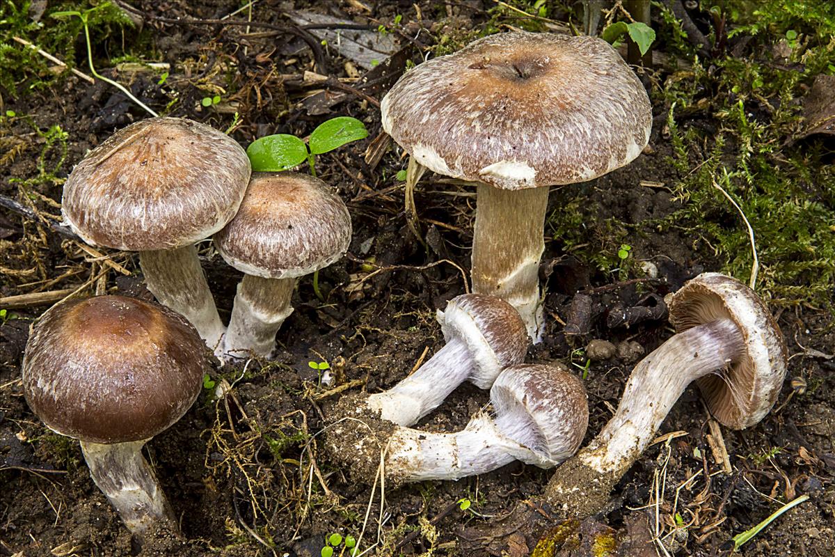 Cortinarius saturninus (door Nico Dam)